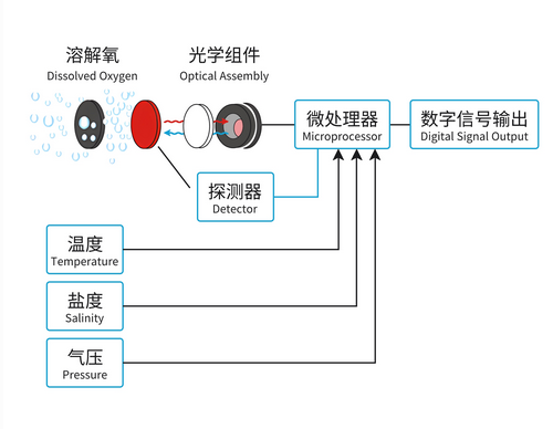 溶解氧传感器